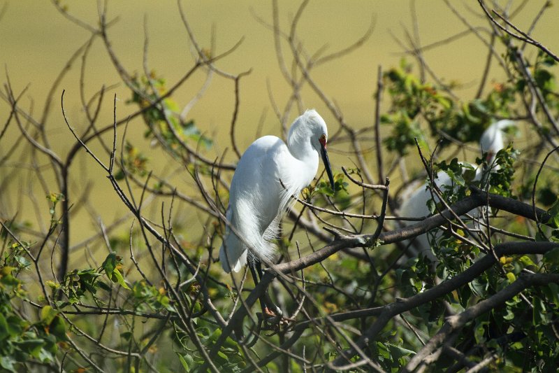 Snowy Egret High Island_2010_04_24_3726.JPG